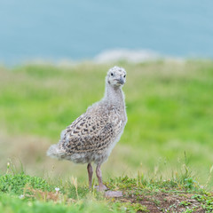 Baby gull, seagull newborn on the cliff
