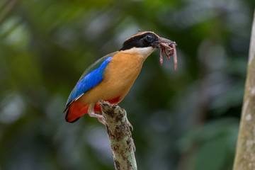 Blue-winged Pitta with earth worms for feeding the babies bird.