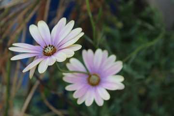 Flor Morada