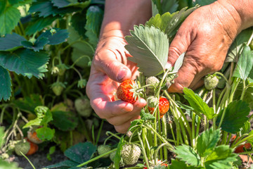 Harvest strawberry on organic farm, picking strawberries by farmers hands