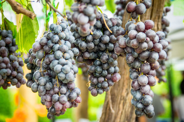 Purple grapes in Northern grape farm in Northern Thailand for fresh eating and Winery