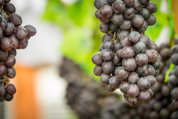Purple grapes in Northern grape farm in Northern Thailand for fresh eating and Winery