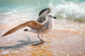 Seagull on a sandy sea shore .