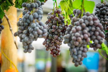 Purple grapes in Northern grape farm in Northern Thailand for fresh eating and Winery