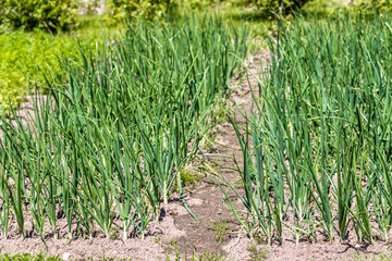 Organic vegetable garden, green onion on patch