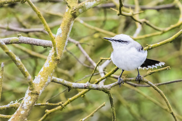 A Masked Water Tyrant a type of Flycatcher sitting on a tree