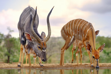 Nyala (Tragelaphus angasi) at waterhole, Kwazulu Natal.  © wolfavni