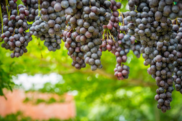 Purple grapes in Northern grape farm in Northern Thailand for fresh eating and Winery