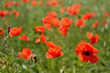 Beautiful summer poppy flowers with red petals. Blooming plants at sunset. Poppy field