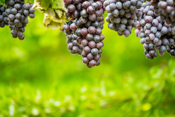Purple grapes in Northern grape farm in Northern Thailand for fresh eating and Winery