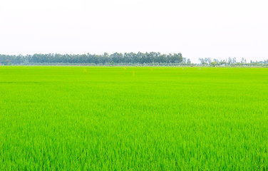 Obraz na płótnie Canvas Green field under blue sky