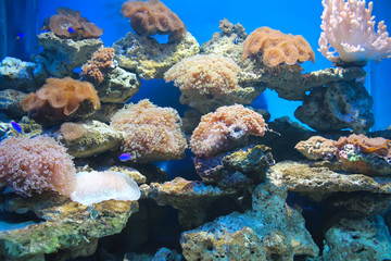 Naklejka na ściany i meble coral and ocean