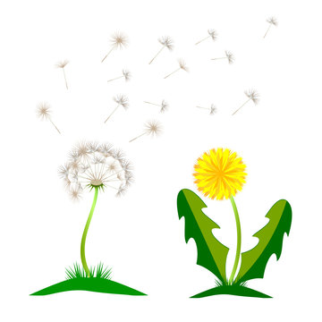 Beautiful yellow dandelion with leaves flower meadow. Dandelion vector icon blowing garden botany floral logo.