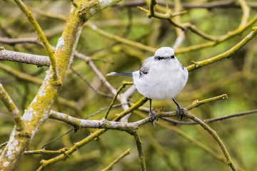 A Masked Water Tyrant sitting in a tree