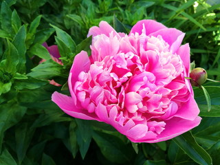 Blooming pink peonies in the garden