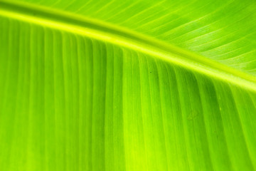 green backlit leaf background