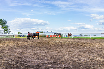 Fototapeta premium Horses in paddock with white fence in farm in brown soil landscape