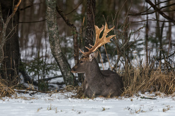 Adult Fallow Deer Buck ( Dama Dama ), Side View.  Grace Fallow Deer Buck Lies On The Snow In The Forest Undergrowth. Male Deer (Fallow Deer, Dama Dama, Daniel ) In The Natural Habitat. Belarus