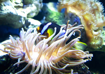 Fototapeta na wymiar A anemonefish
