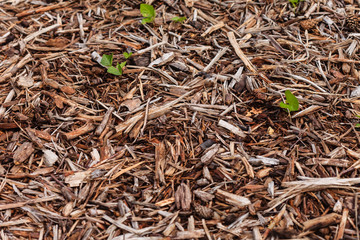 mulch background