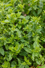 mentha species