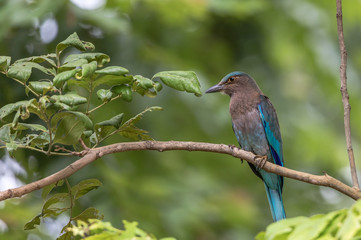 Indian roller on the branch of tree, Historic Park KamphaengPhet In Thailand.	