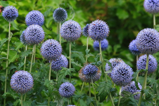 Flower heads of echinops commonly known as globe thistles in cottage garden