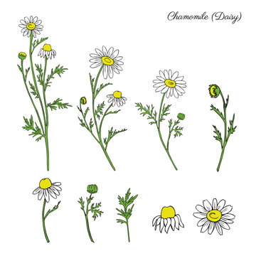 Chamomile wild field flower isolated on white background botanical hand drawn daisy sketch vector doodle illustration for design package tea, organic cosmetic, natural medicine, greeting card, wedding