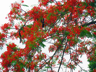 flowers on poinciana tree