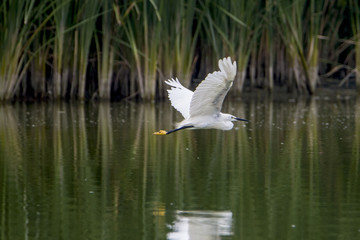 bird
