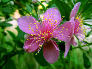 myrtle flowers