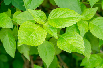 Green basil leaves