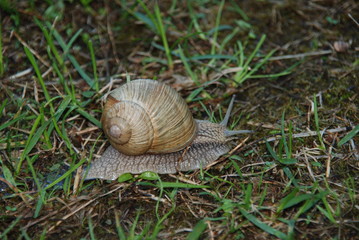 Weinbergschnecke