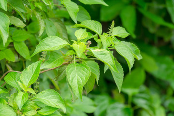 Green basil leaves