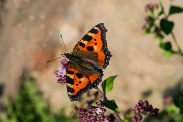 Orange butterfly on purple flower on the background of the earth, beige blur