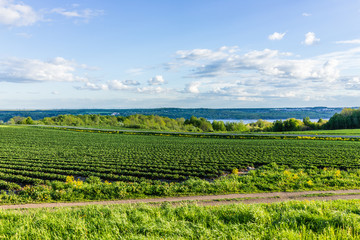Fototapeta na wymiar Landscape view of farm in Ile D'Orleans, Quebec, Canada with green rows of plants