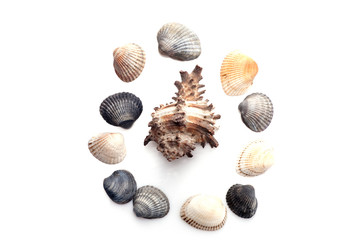 Group of seashells