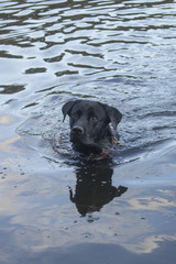 black labrador puppy dog swimming in lake 