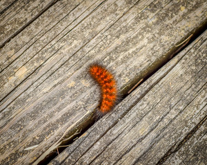 Fuzzy orange caterpillar.