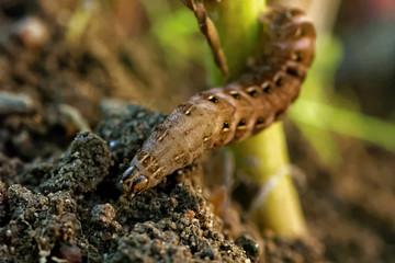Noctua caterpillar