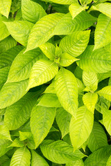 Green leaf background