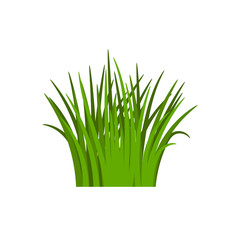 Light green grass isolated on white