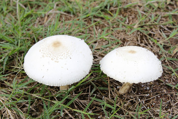 Mushroom growing on the grass