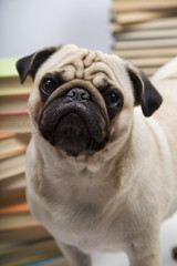 Funny dog on the background of books