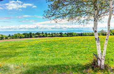Field of yellow dandelion flowers and white birch tree in Quebec, Canada Charlevoix region with...