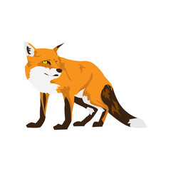 Fox 