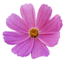 Pink  flower Kosmeja white isolated  background  with  clipping path.  No shadows. Closeup.   Nature.