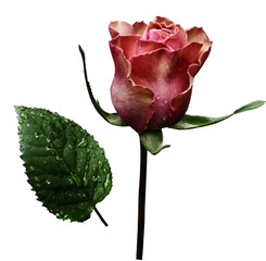 Pink rose  on white isolated background with clipping path.  No shadows. Closeup.  A flower on a...
