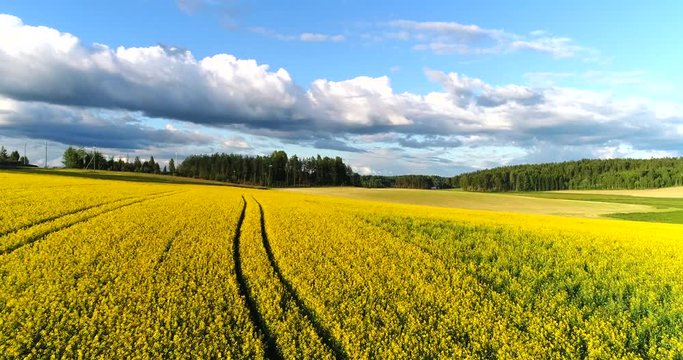 Finnish countryside, Cinema 4k aerial view over yellow rapeseed fields and other green fields, at a evening, in Kirkkonummi, Uusimaa, Finland