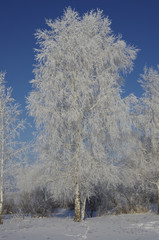 Birch tree in a frost on a blue sky background